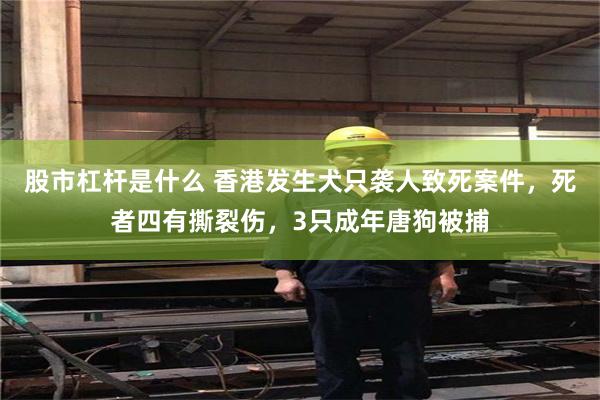 股市杠杆是什么 香港发生犬只袭人致死案件,死者四有撕裂伤,3只成年唐狗被捕
